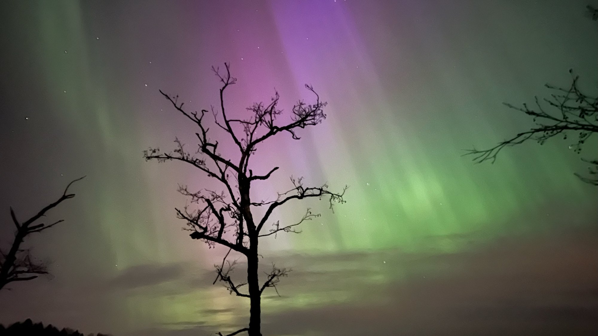 Green and violet aurora rays behind a bare tree, southern Finland