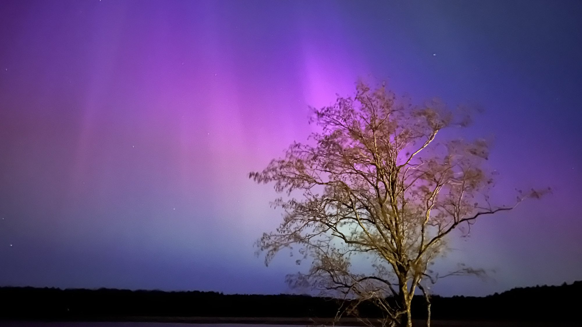 Violet and pink aurora over a frozen lake with a lit birch in the foreground